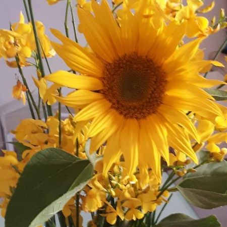 Il Girasole del Lago Piediluco Esterno foto