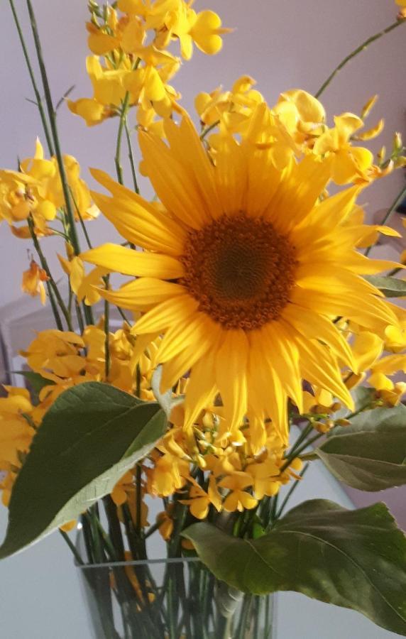 Il Girasole del Lago Piediluco Esterno foto